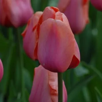 Tulip 'Apricot Impression'