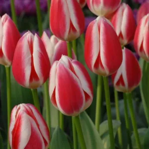 Tulip 'Candy Apple Delight'