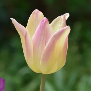 Tulip 'Elegant Lady'