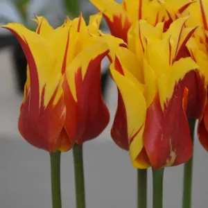 Tulip 'Fire Wings'