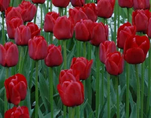 Tulip 'Ile de France'