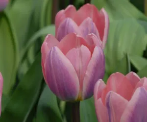 Tulip 'Light and Dreamy'