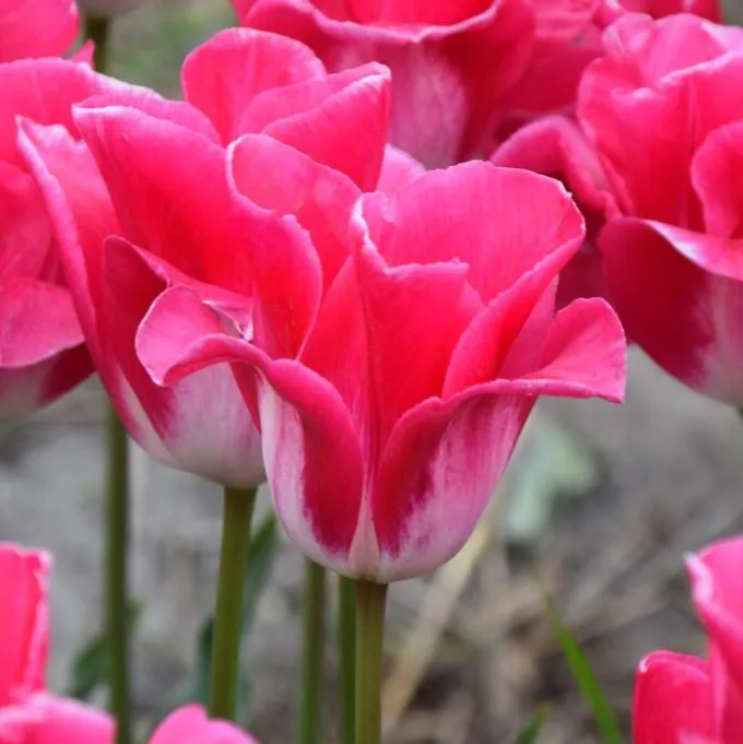 Tulip 'Memphis'