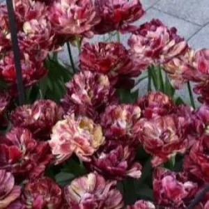 Tulip 'Nachtwacht'