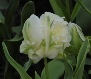 Tulip 'Super Parrot'